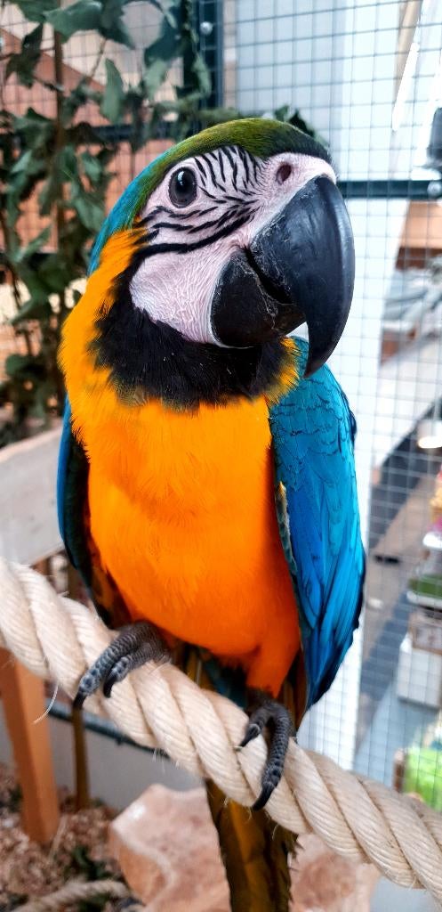 VERWACHT | Jonge Baby Blauw Gele Aras | Lief | Getraind, Dieren en Toebehoren, Vogels | Parkieten en Papegaaien, Meerdere dieren