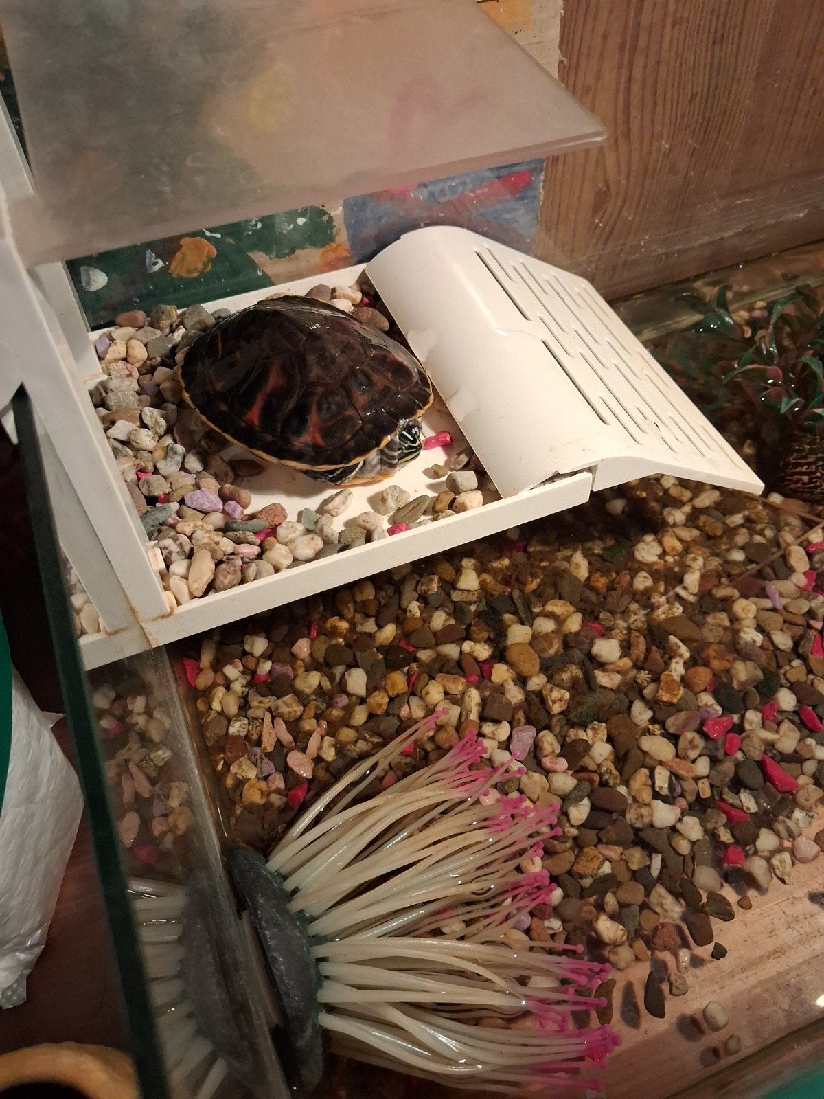 schildpad te koop, Schildpad, 0 tot 2 jaar