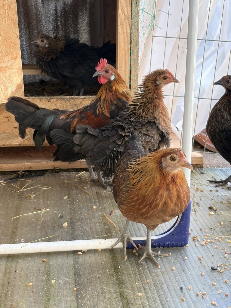 Gratis Hollandse Krielen, 3 hanen 2 hennen, Meerdere dieren, Kip