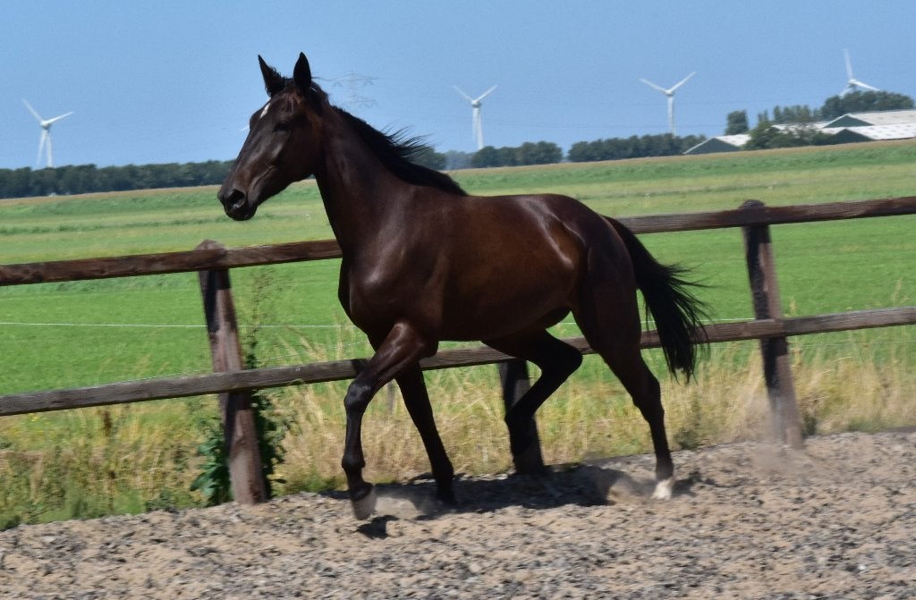 lieve en mooie driejarige draver ruin, Met stamboom, Ruin, 3 tot 6 jaar, 160 tot 165 cm