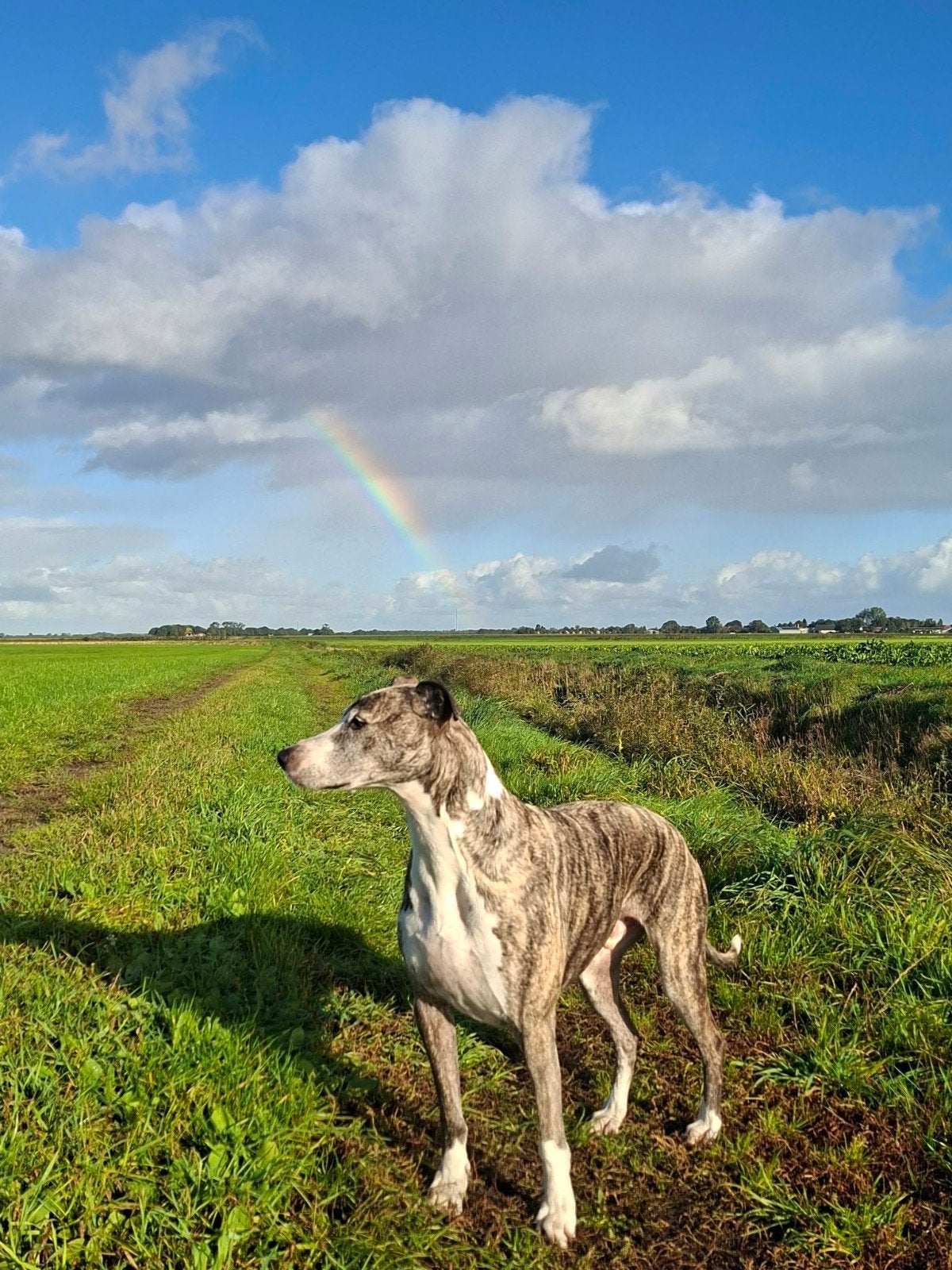 Appa, sportieve allemansvriend zoekt een nieuw huis, Eén hond, CDV (hondenziekte), 3 tot 5 jaar, Nederland