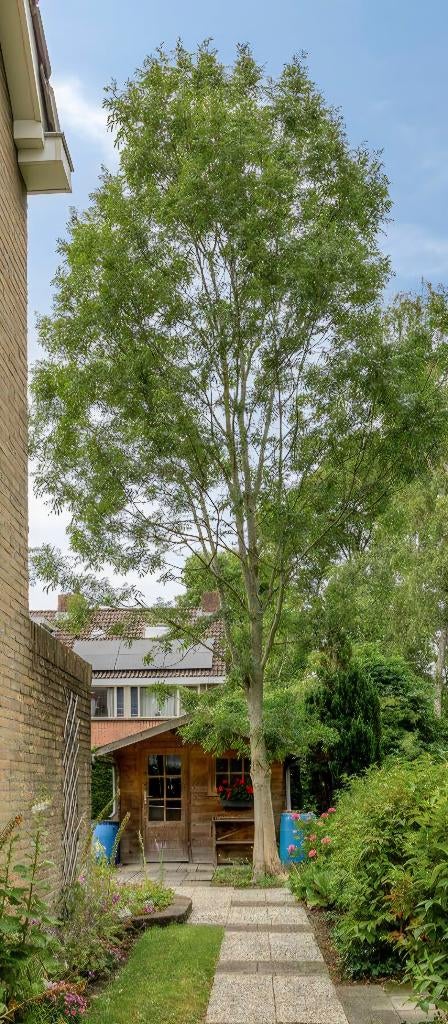 Gratis esdoorn boom, Ophalen, Halfschaduw, Overige soorten, Lente