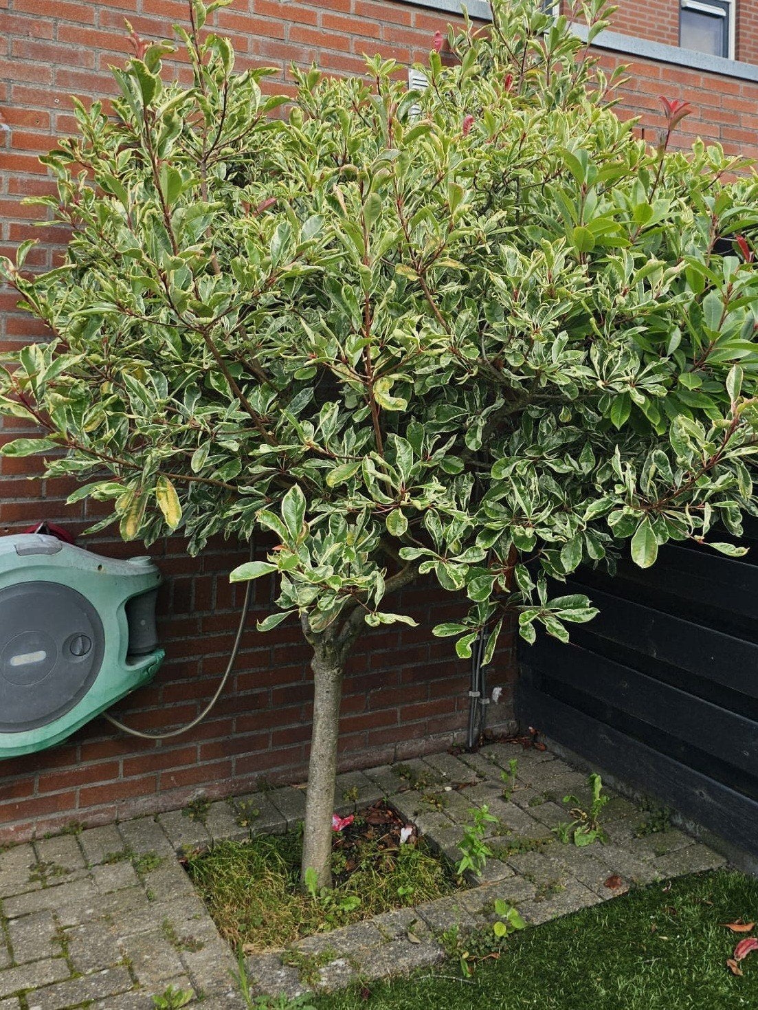 Prachtige Glansmispel op stam (Photinia fraser Pink Marble'), Ophalen, Zomer, Volle zon