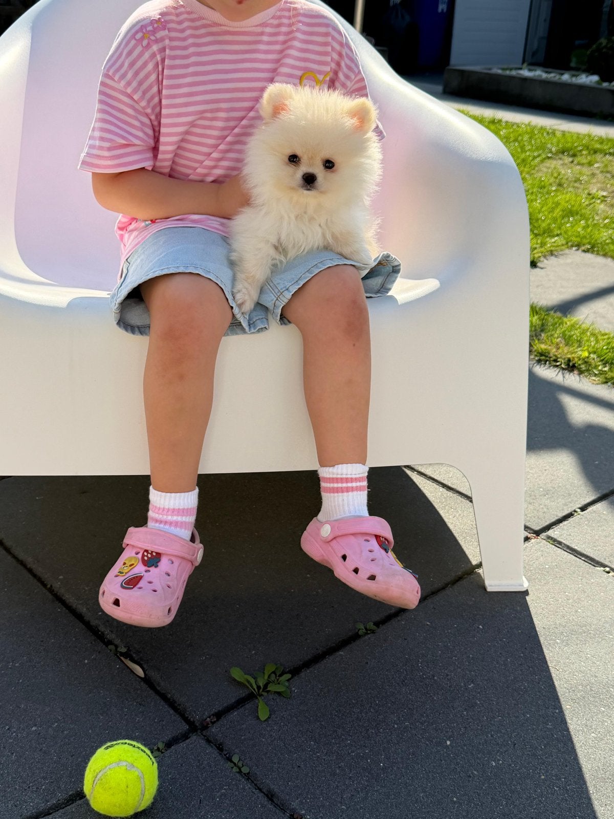 Wit Pomeriaan reutje - 3 maanden, Particulier, 8 tot 15 weken, Buitenland, Eén hond
