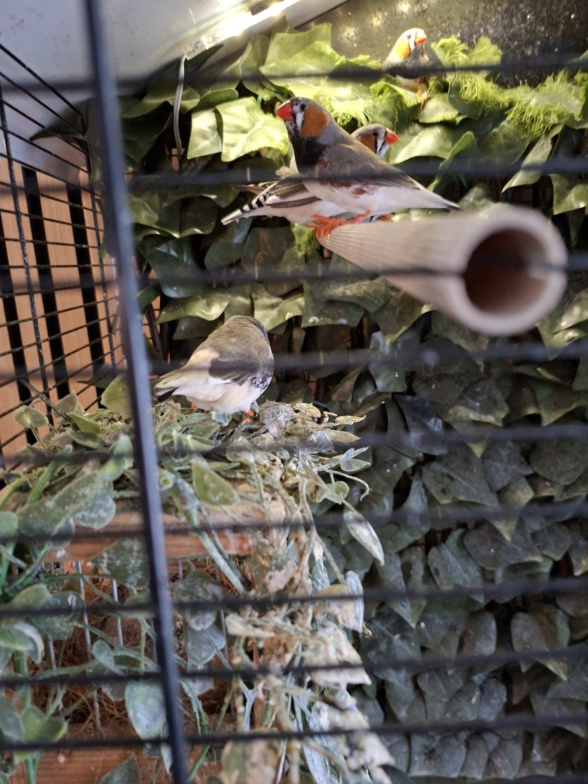 te koop vogelsoorten, Meerdere dieren