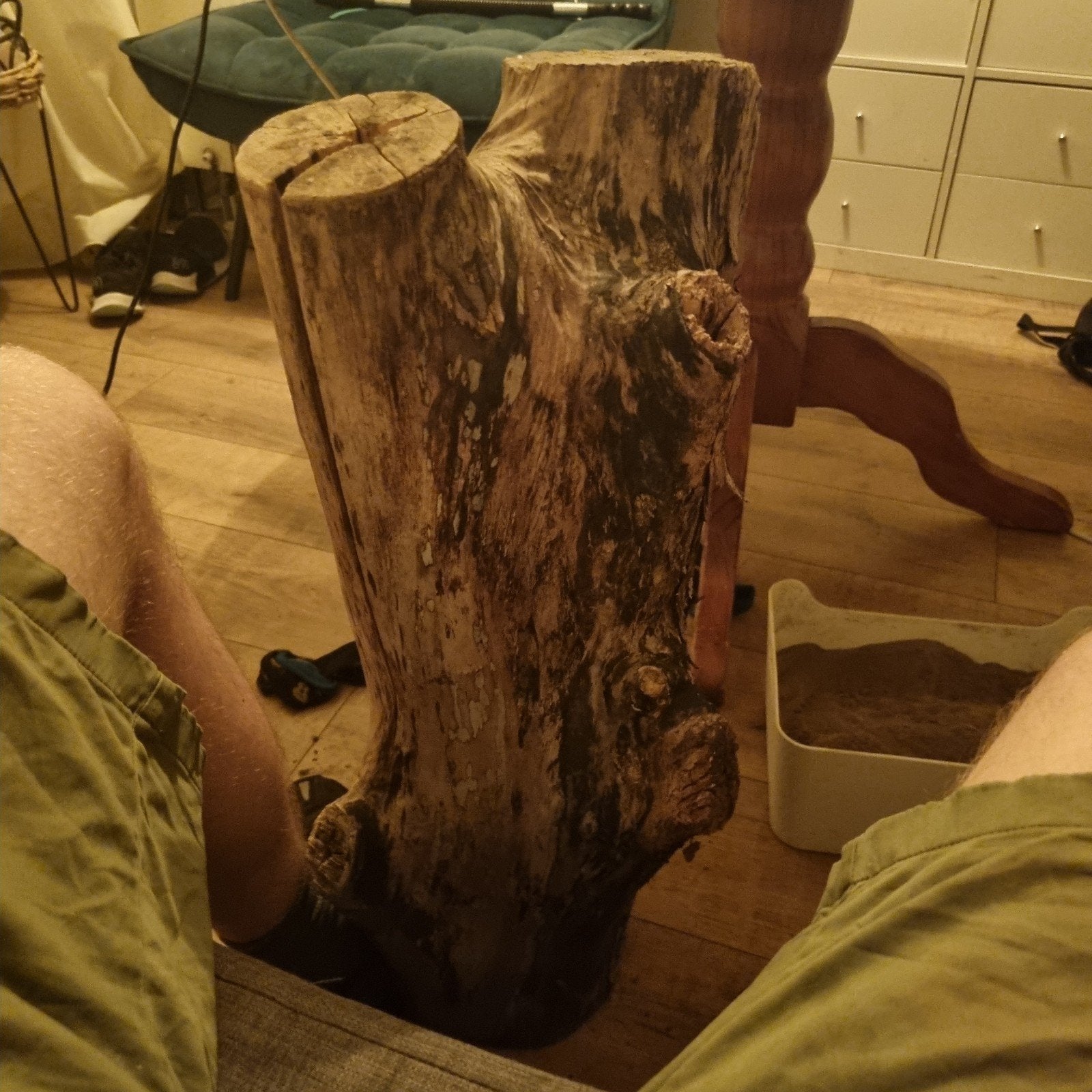 Mooie stronk voor in de tuin of huis, Ophalen of Verzenden, Gebruikt, Overige typen