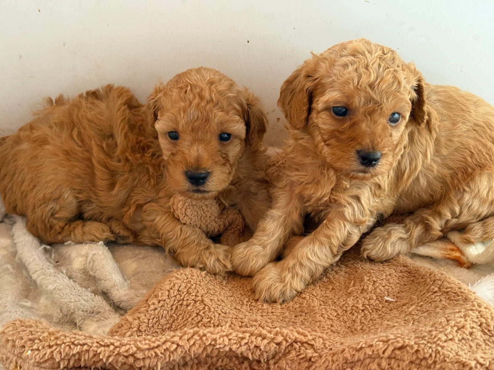 Prachtig toypoedel/dwergpoedel teefje, Poedel, Parvo, 8 tot 15 weken, Teef