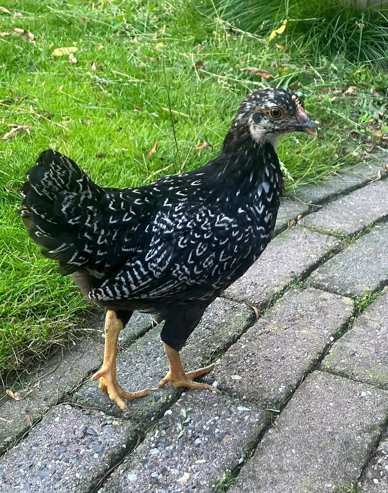Jonge barnevelder krielkippen, Vrouwelijk, Kip