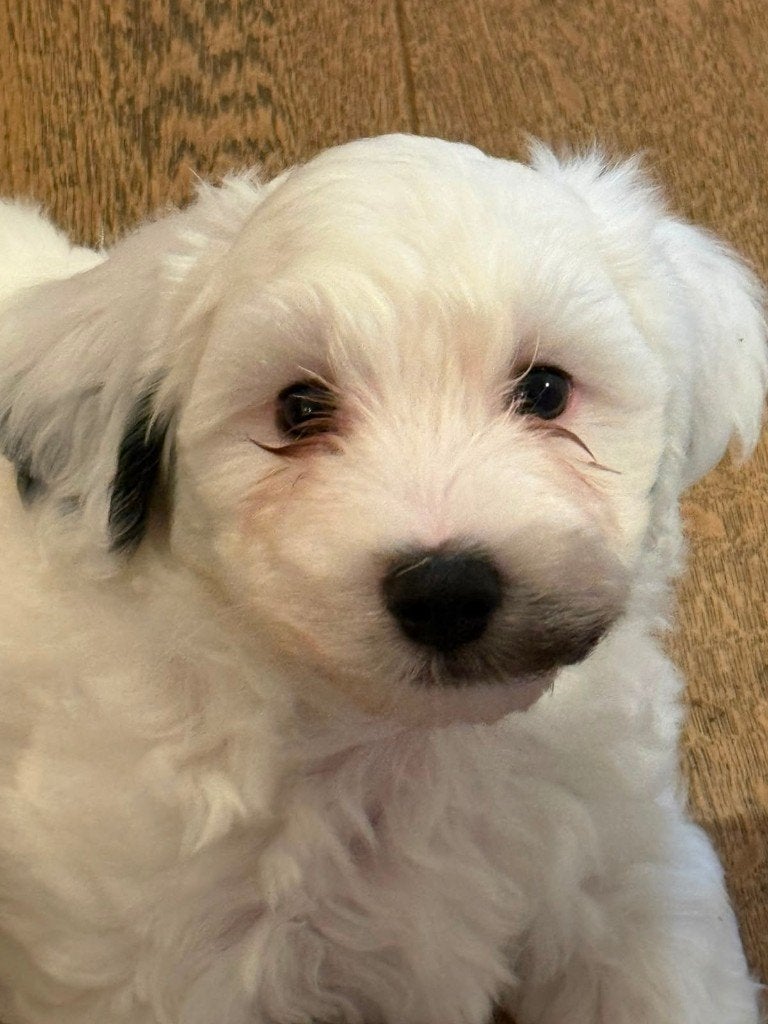 Maltezer X Poedel pups, Dieren en Toebehoren, Honden | Chihuahua's en Gezelschapshonden, Parvo, Maltezer, 8 tot 15 weken, Meerdere