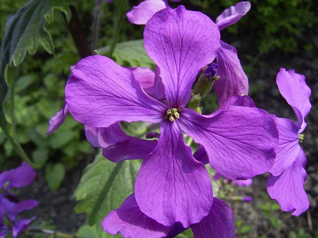 Judaspenning zaden, Lunaria annua, Verzenden, Volle zon
