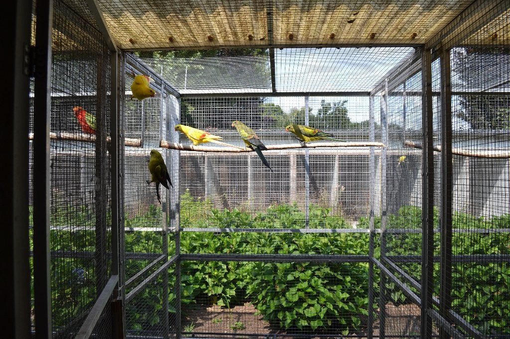 Aangeboden 2 gesekste poppen bergparkiet., Dieren en Toebehoren, Vrouwelijk, Parkiet, Geringd
