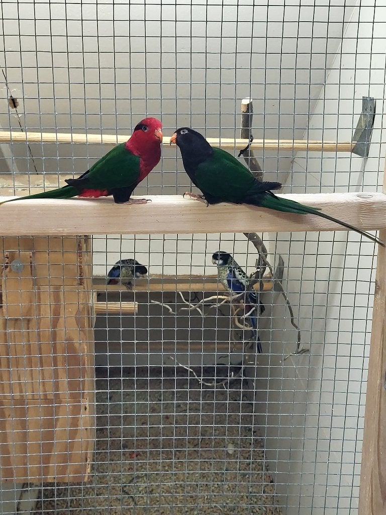 Stella lori, Mannelijk, Papegaai