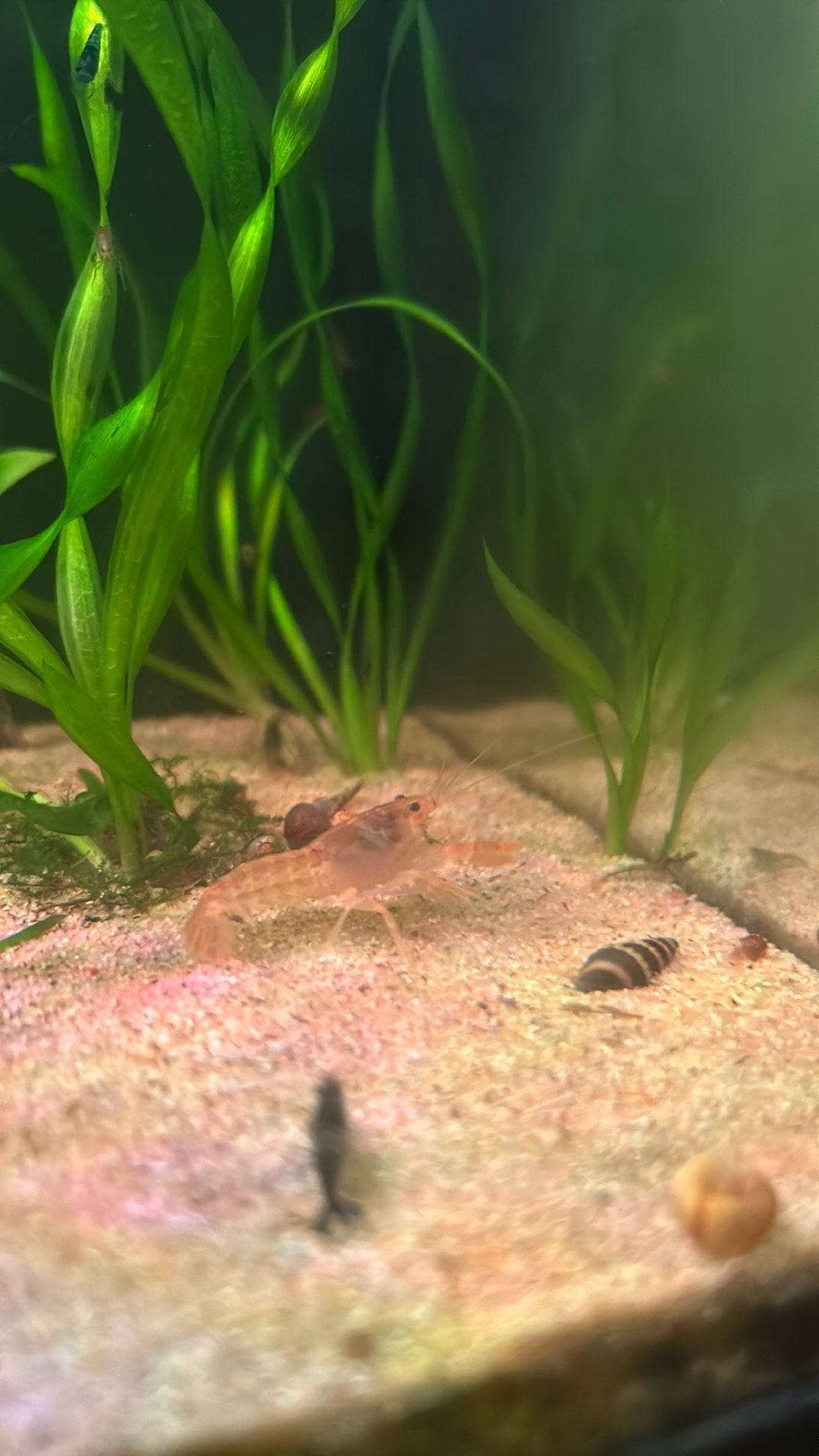 CPO Dwergkreeft, Dieren en Toebehoren, Vis