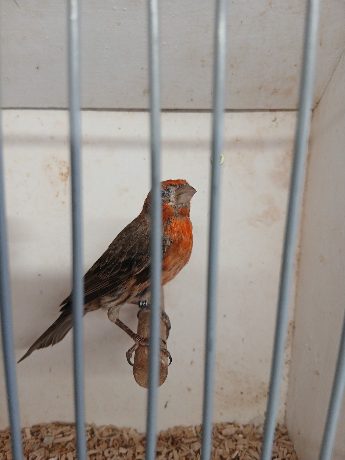 mooie koppels Mexicaanse rood mussen, Meerdere dieren, Tropenvogel