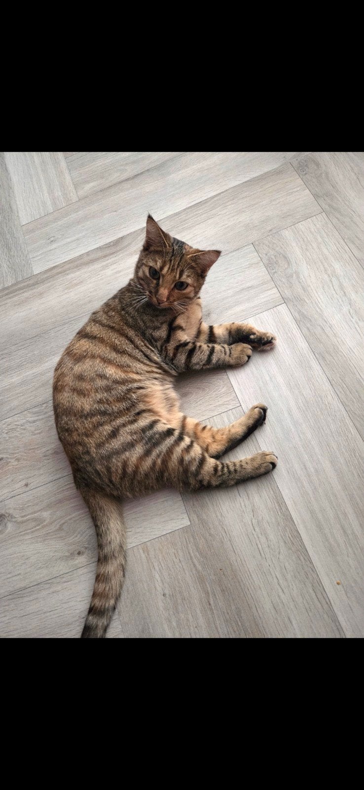 zijn met vakantie tot 30 augustus!, Poes