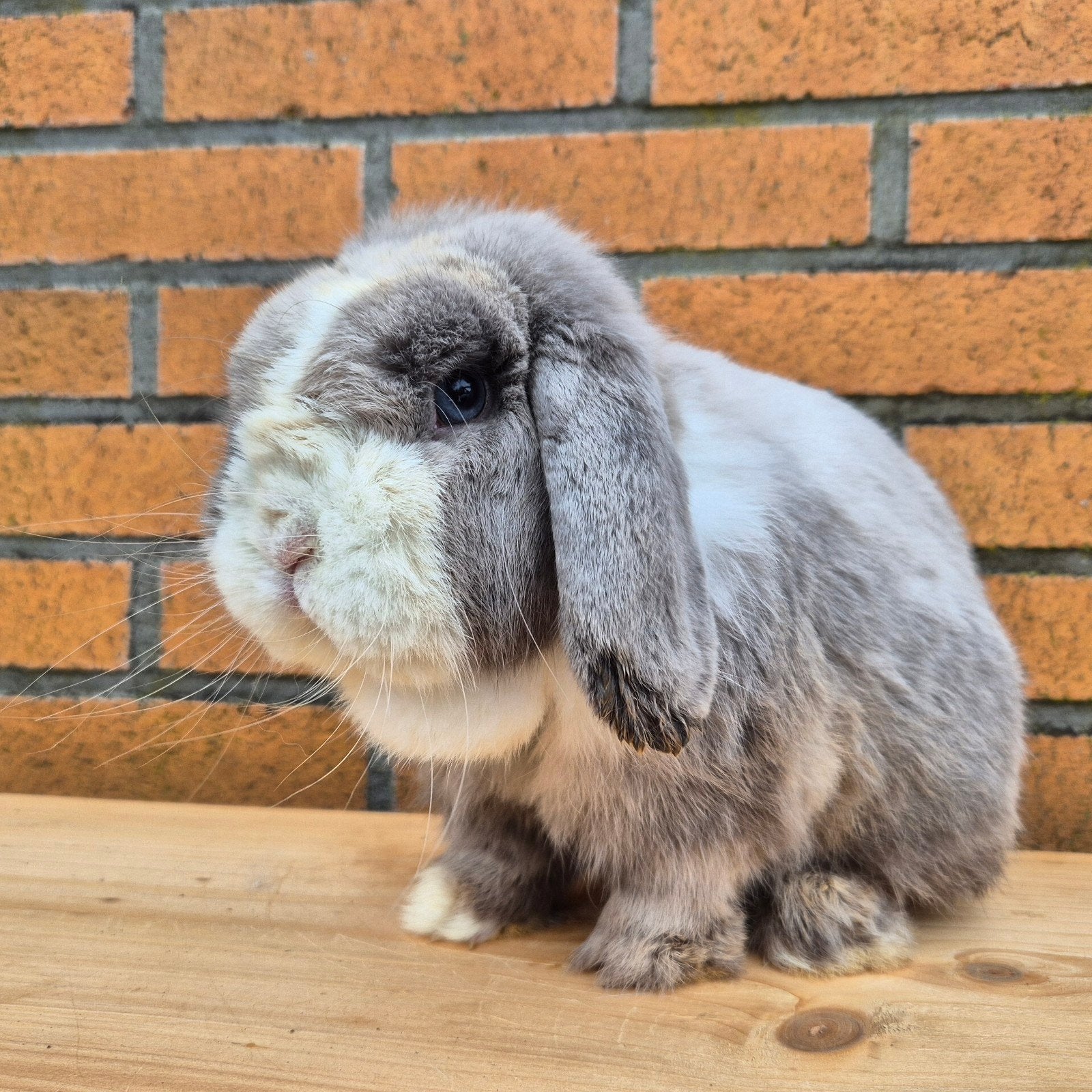 Minilop hangoor dwerg konijn ram blauwoog stamboom, Dieren en Toebehoren, Konijnen, Mannelijk, Dwerg, Hangoor, 0 tot 2 jaar