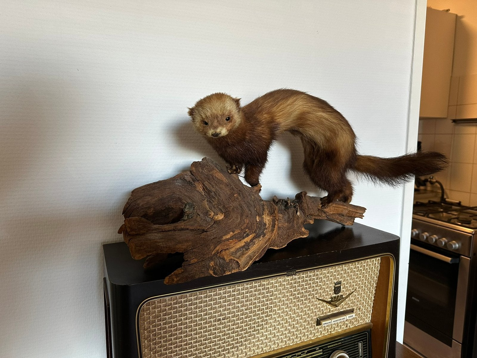 Opgezette bunzing op hout taxidermie, Ophalen of Verzenden, Wild dier, Opgezet dier