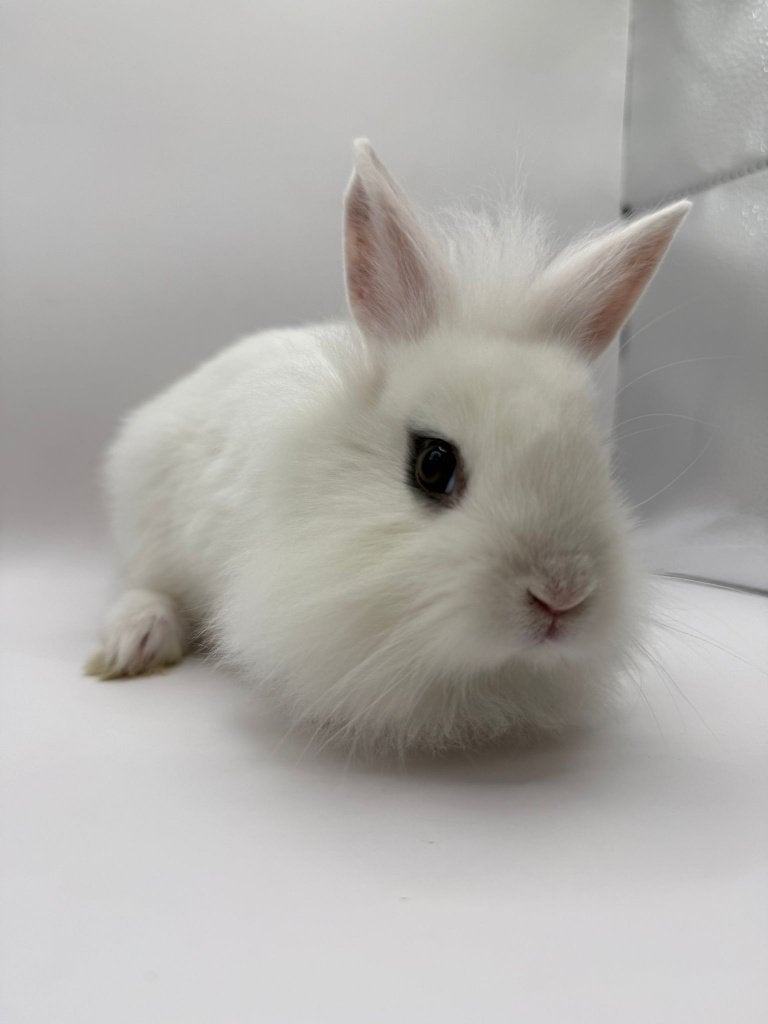 Te koop jonge dwergkonijntjes, Dieren en Toebehoren, Konijnen, Dwerg, Meerdere dieren, 0 tot 2 jaar, Hangoor