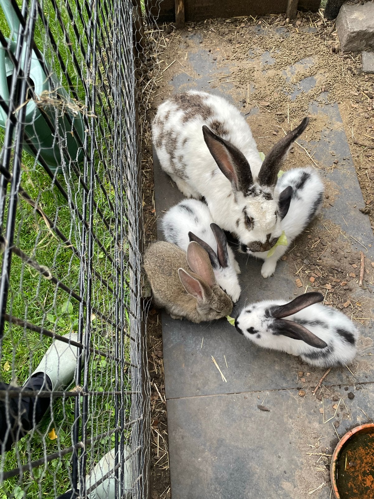 Jonge vlaamse reuzen kruising lotharinger, Dieren en Toebehoren, Konijnen, Meerdere dieren, Groot