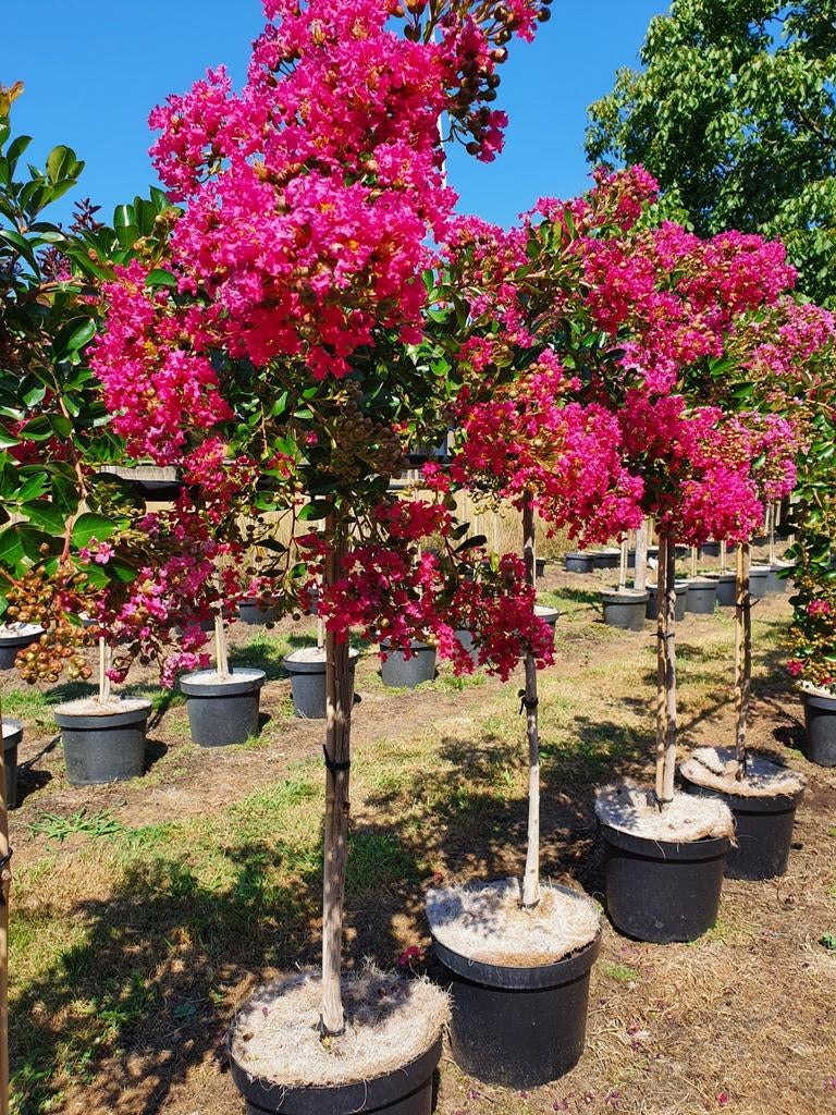 Lagerstroemia indica Mimie Dablage / Treurvorm Lagerstroemia, Tuin en Terras, Planten | Bomen, Treurboom, 100 tot 250 cm, Zomer