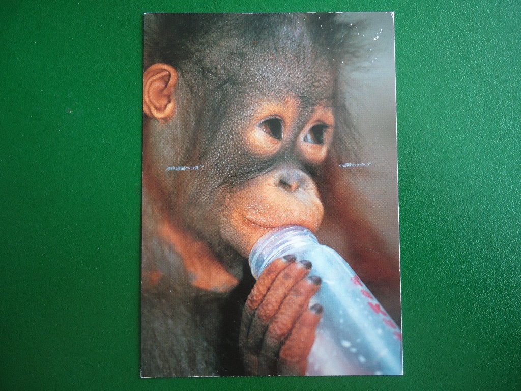 (105) Dierenkaart: ORANGOETAN BABY, Verzamelen, Ansichtkaarten | Dieren, Verzenden, 1980 tot heden, Gelopen, Wild dier