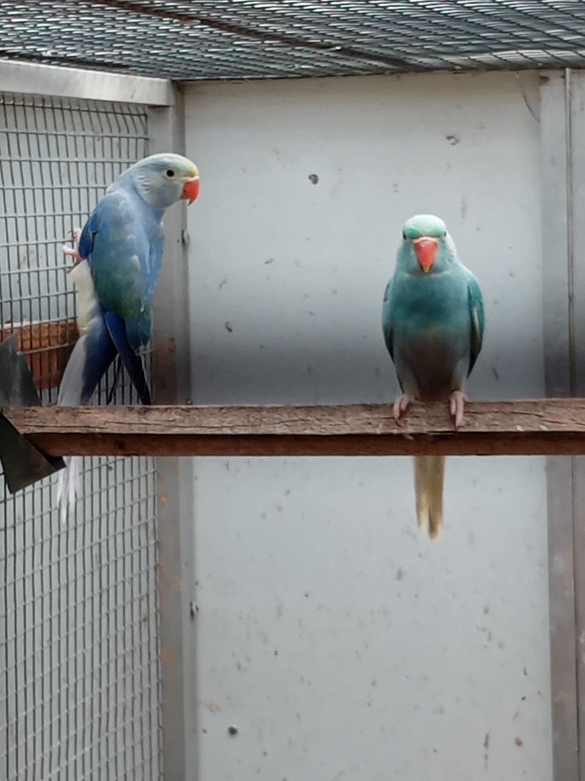 jonge halsbandparkieten, Meerdere dieren, Parkiet, Geringd
