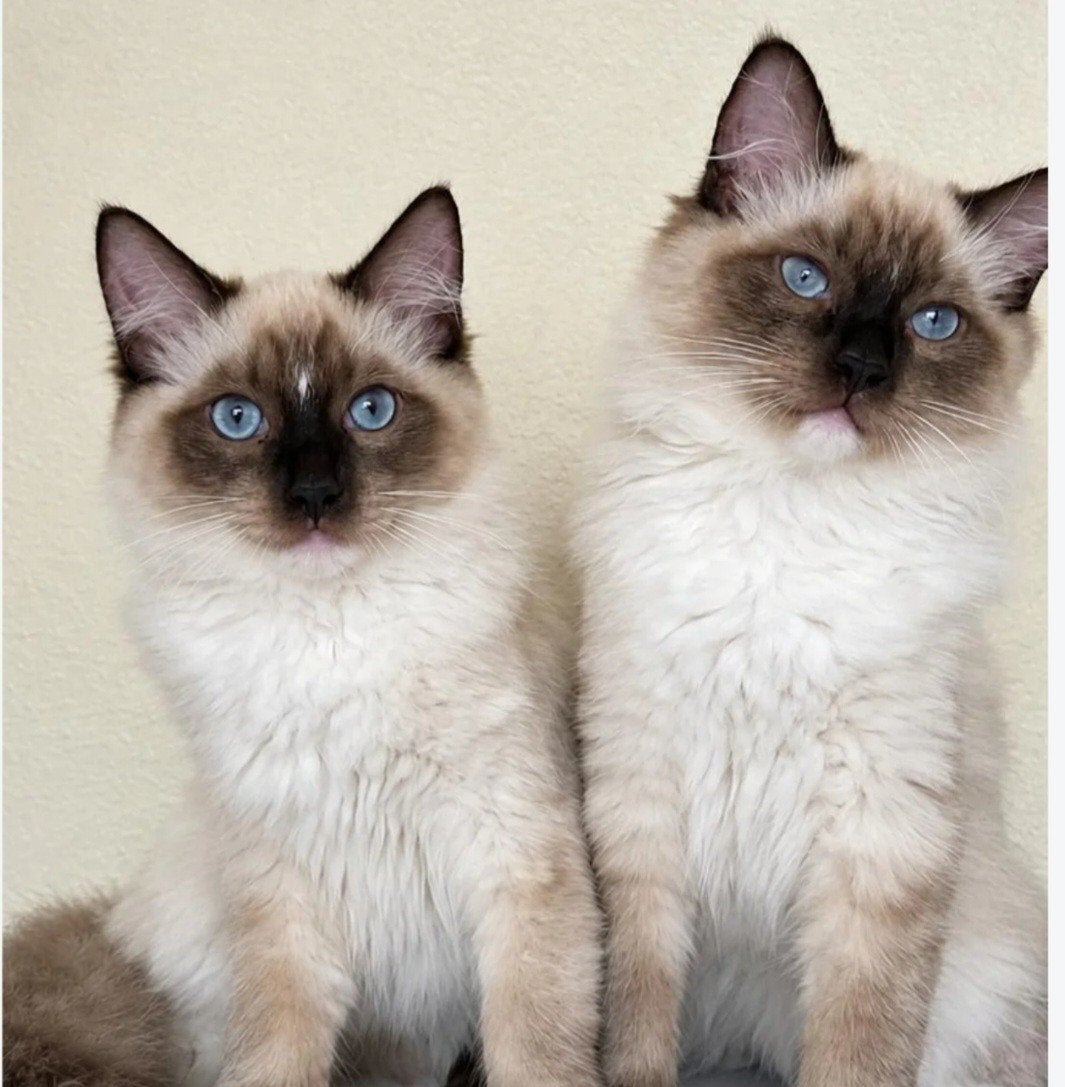 ragdoll kittens/vaccineren boek /13 weken oud zelfstandig, Meerdere dieren, Ontwormd, 0 tot 2 jaar