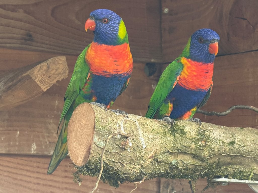 Lori lorie lories blauwe berg mannen en geelkop pop, Dieren en Toebehoren, Meerdere dieren, Papegaai, Geringd