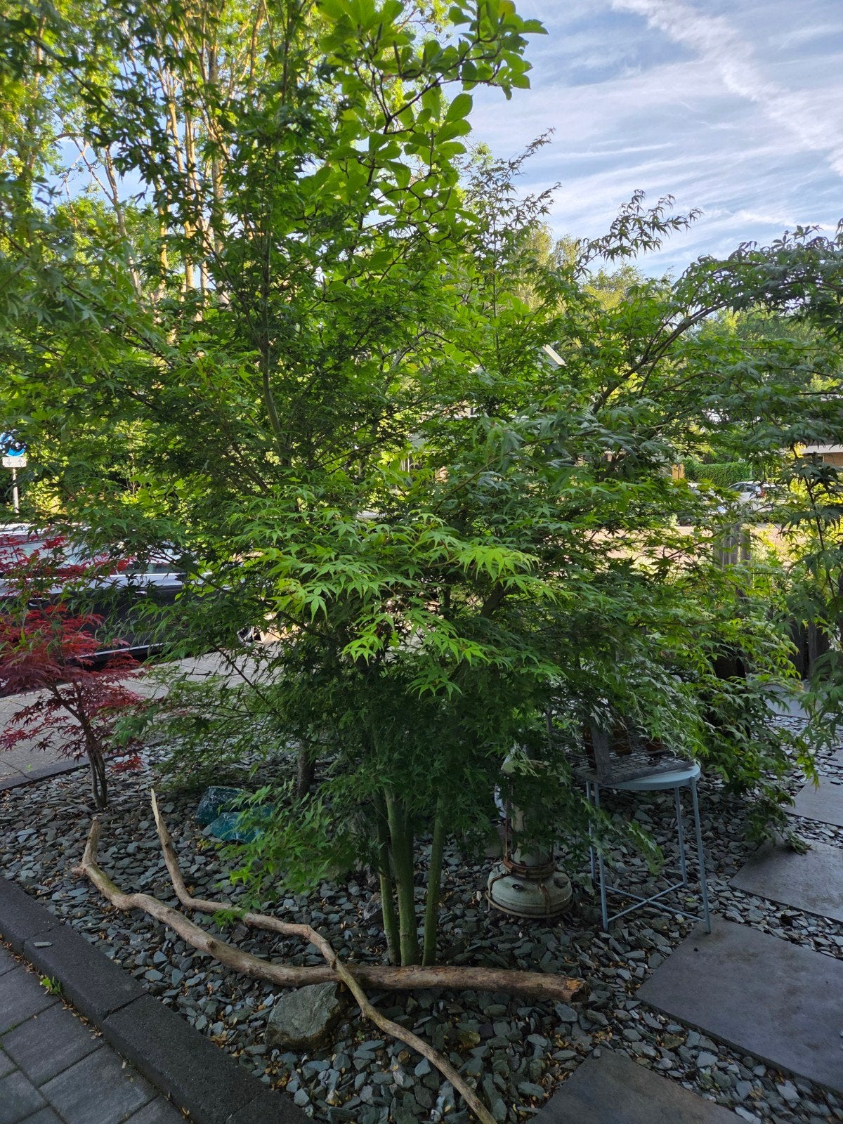 Japanse esdoorn acer palmatum boom, struik, Ophalen, Bloeit niet, Halfschaduw, Overige soorten