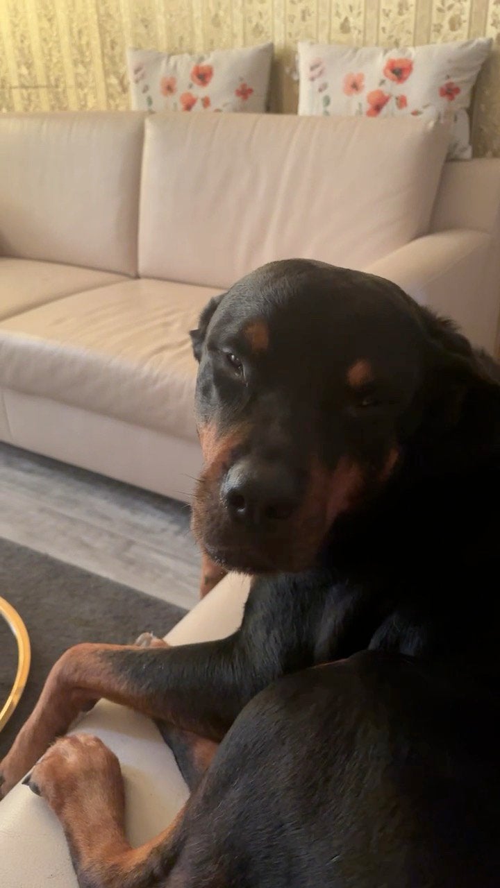 Honden uitlaat gevraagd.
