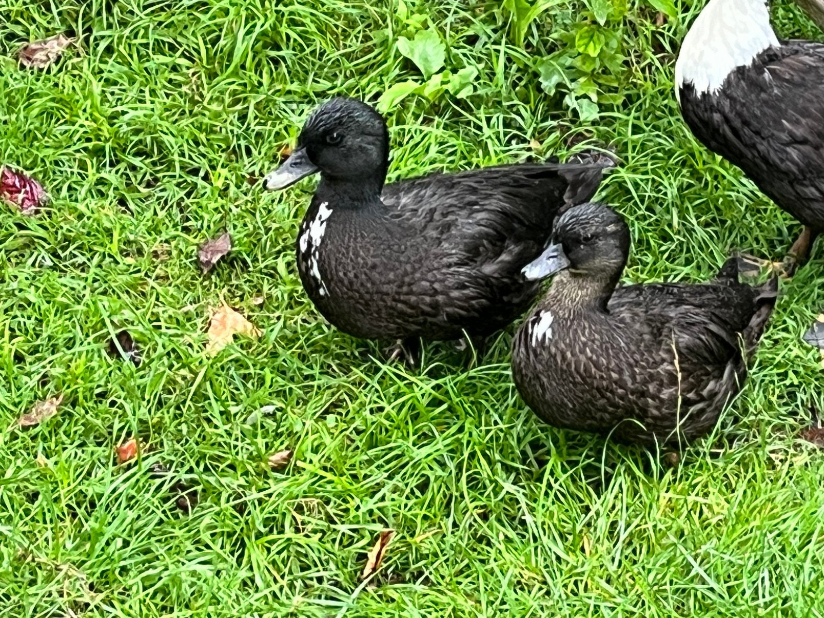 Kwakers, Vrouwelijk, Eend