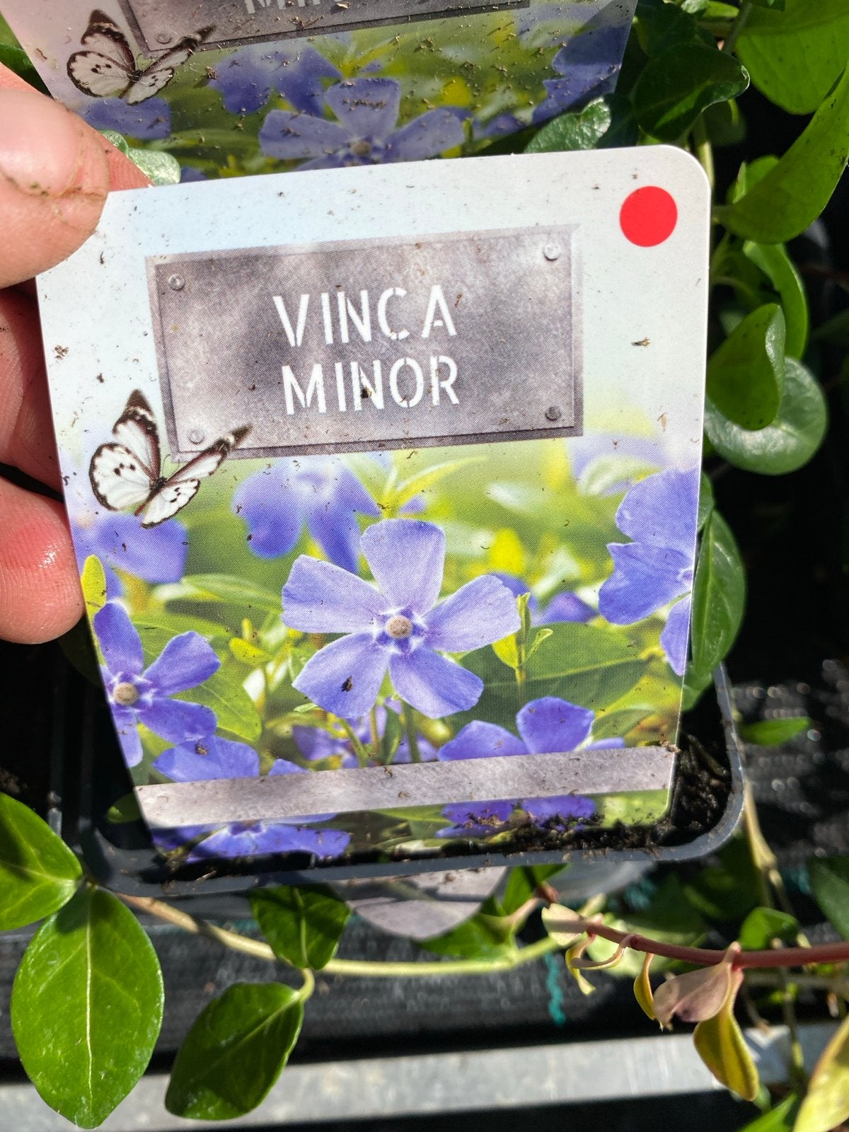 Vinca Minor - Kleine Maagdenpalm, Ophalen, Bodembedekkers, Vaste plant, Halfschaduw