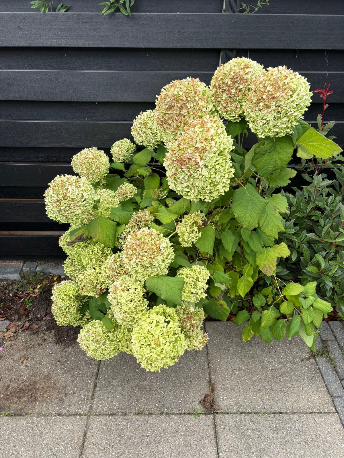 Mooie grote hortensia, top staat, Volle zon, Vaste plant, Zomer, Ophalen