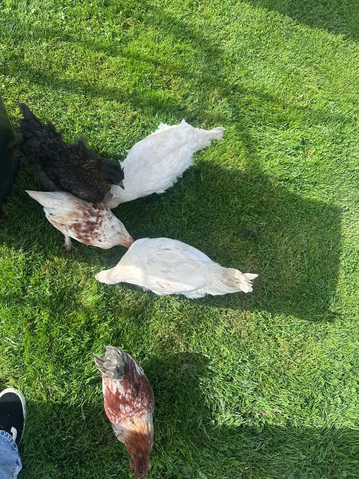 Koppeltje kuikens nu 3 maanden oud, Meerdere dieren, Kip