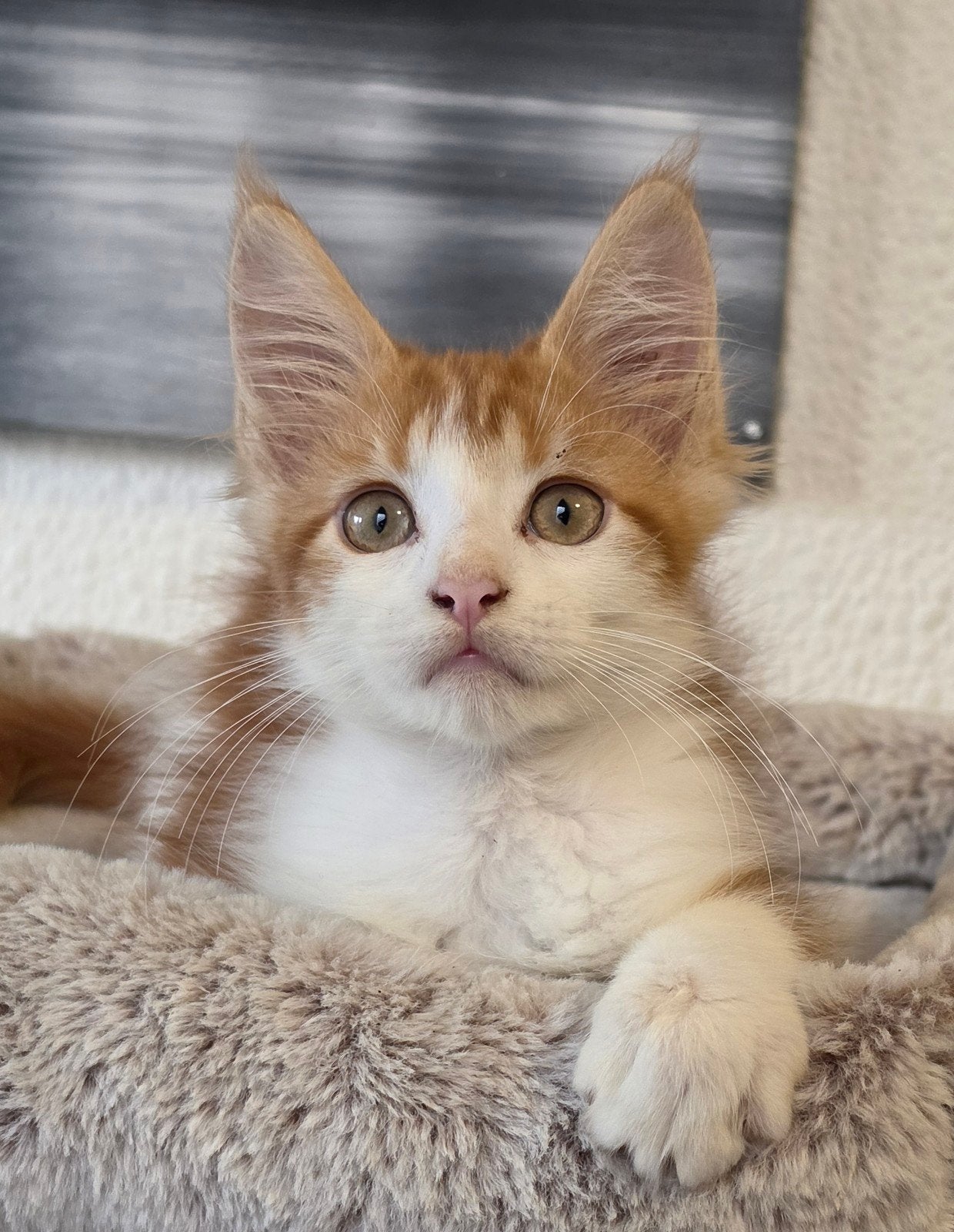 maine coon kitten beschikbaar, Dieren en Toebehoren, Meerdere dieren, Ontwormd, 0 tot 2 jaar