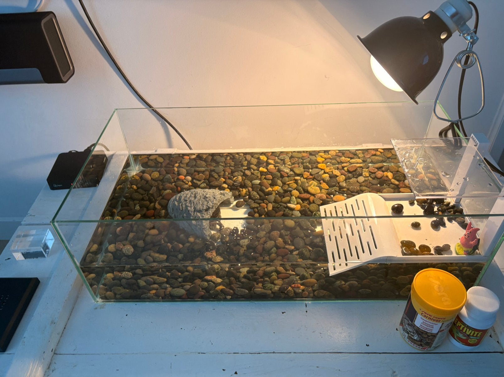 Mini schilpad 4 jaar oud, Dieren en Toebehoren, Reptielen en Amfibieën, Schildpad, 0 tot 2 jaar