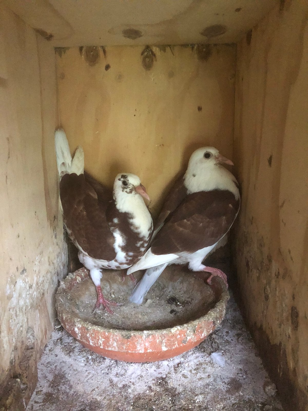 Jonge Kleurpostduiven, Dieren en Toebehoren, Geslacht onbekend, Overige soorten