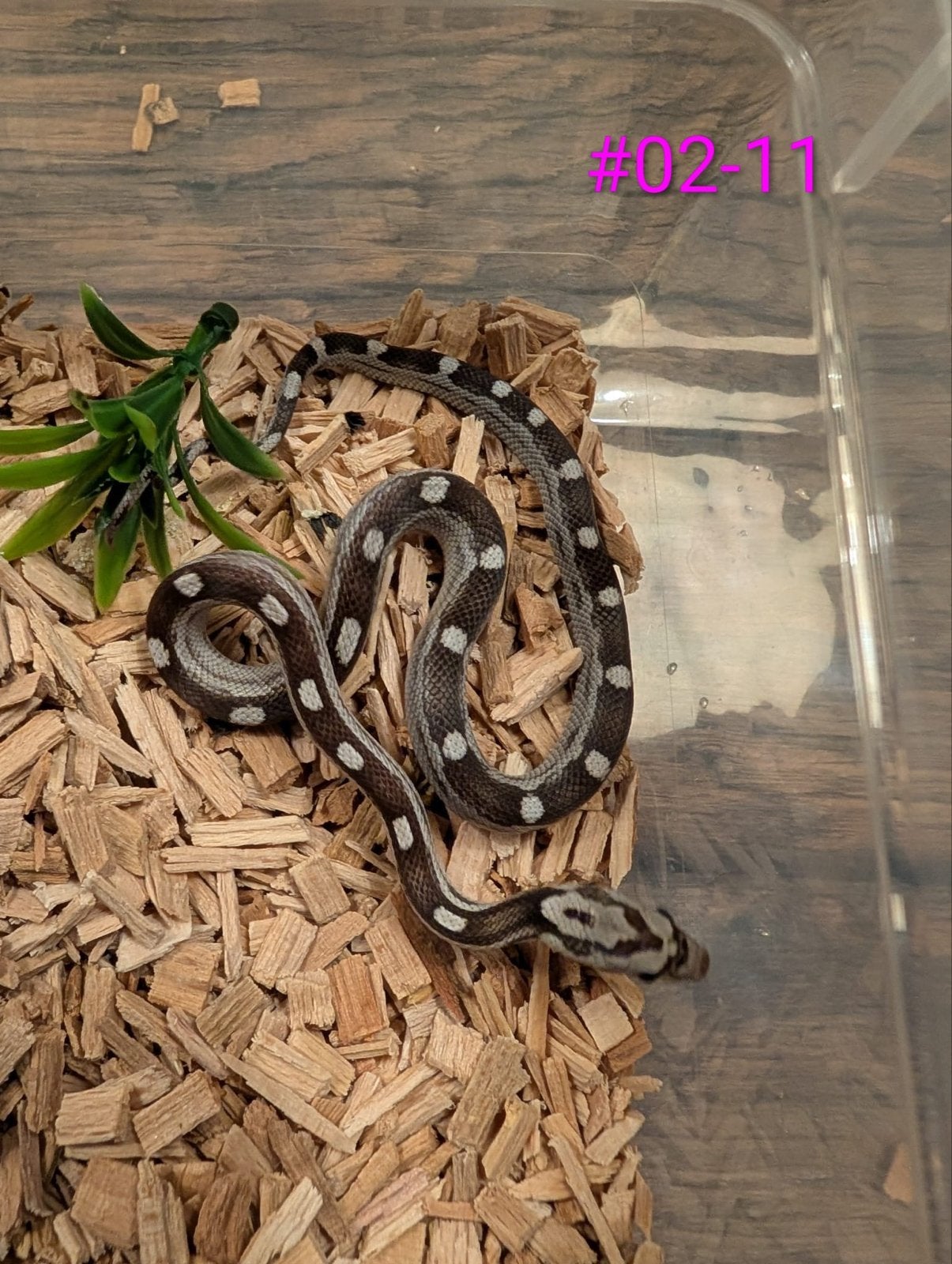 Jonge Anery / Charcoal rattenslangen Rat Snake photo 6