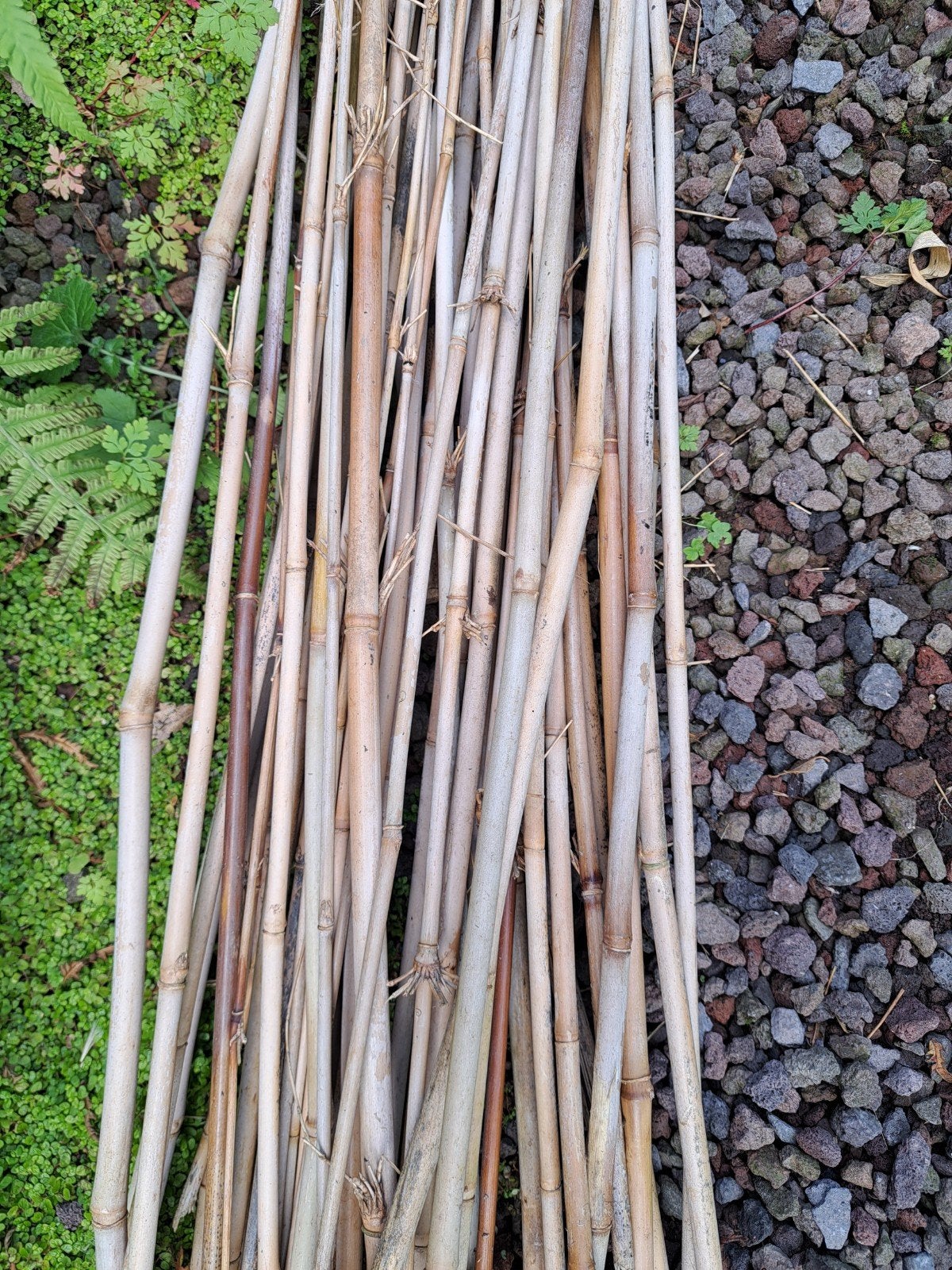 bamboestokken circa 40 stuks, Ophalen, 180 tot 250 cm, Palen