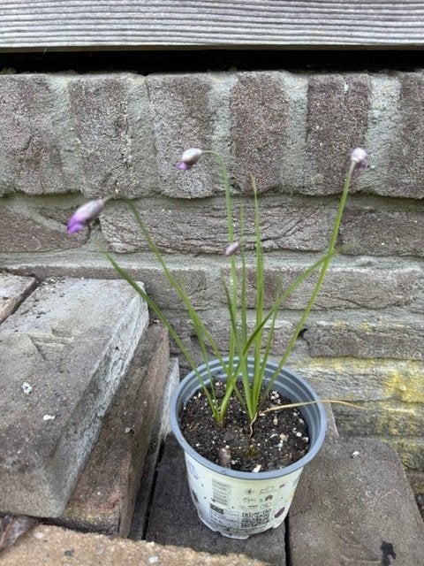Allium cyathophorum var farreri plant in pot, Ophalen, Vaste plant, Halfschaduw, Kruiden