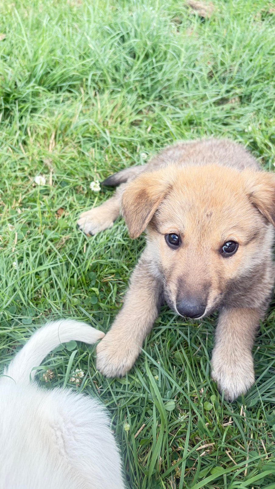 Puppys ❤️ Unieke kruising witte herder x ridgeback, Groot, Meerdere, Meerdere dieren, Nederland