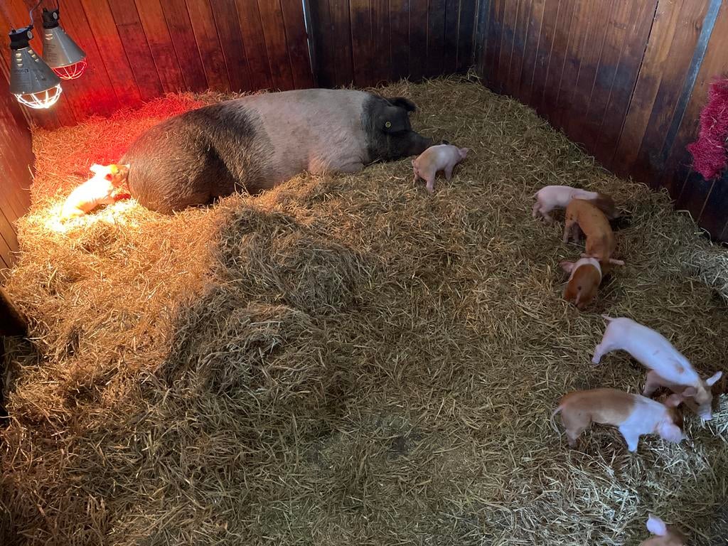 Husumer biggen, Dieren en Toebehoren, Meerdere dieren