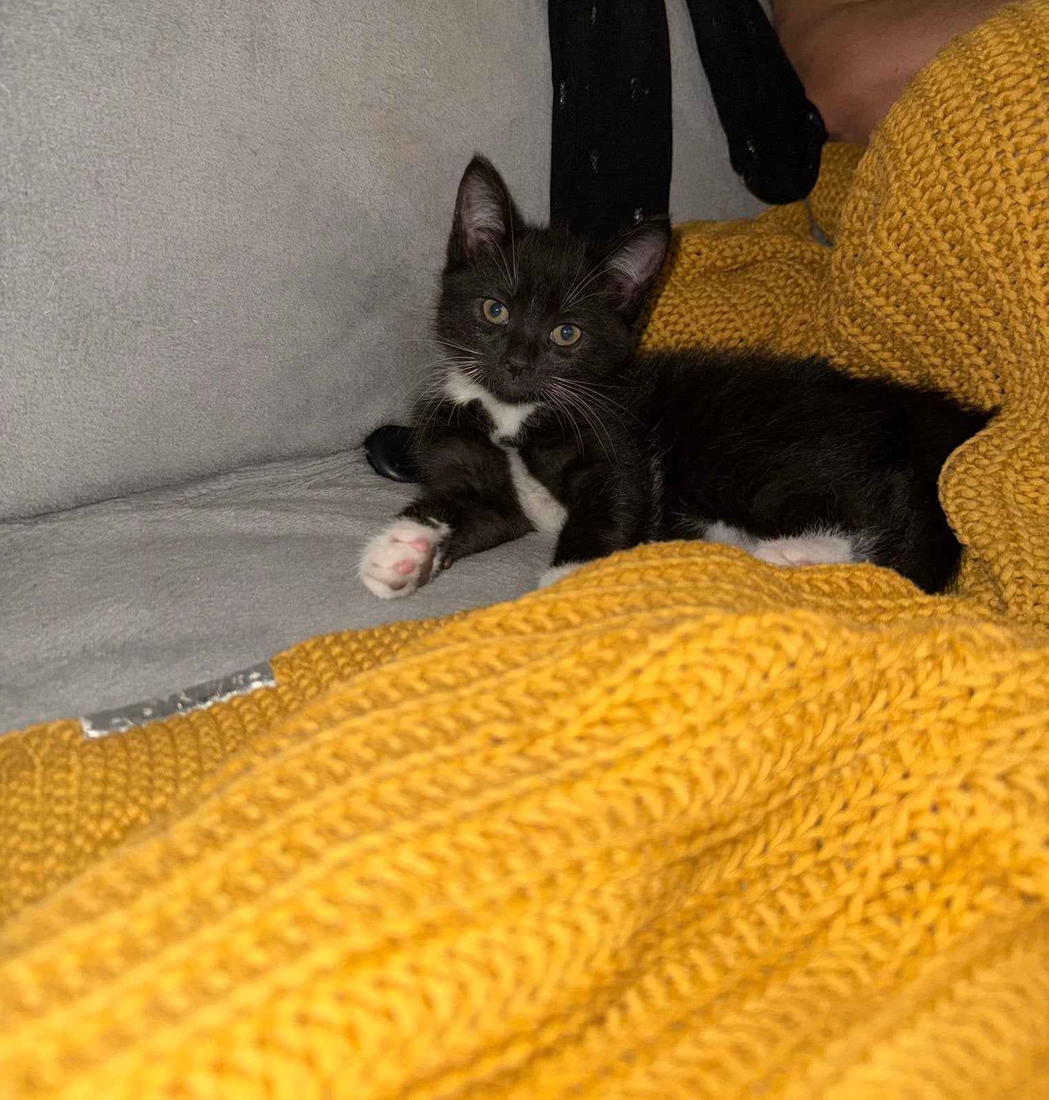 Lieve kittens te koop, Meerdere dieren