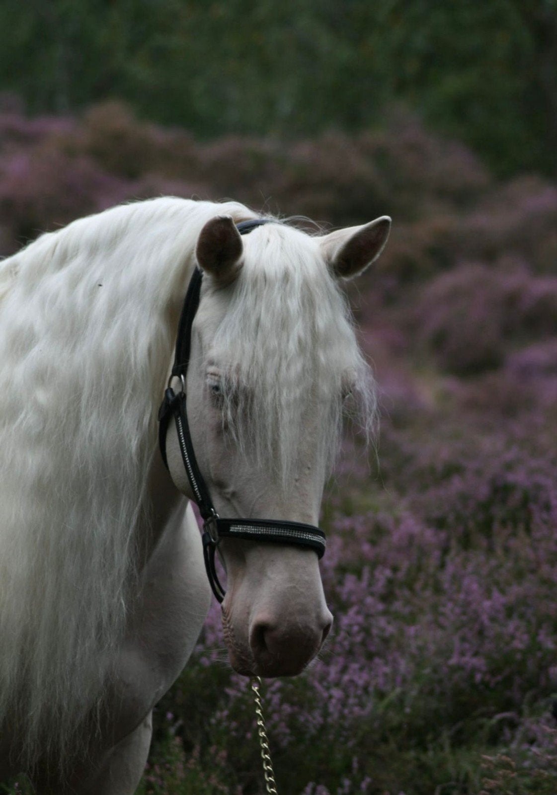 11 jarige Andalusiër/Lusitano merrie, Merrie, Minder dan 160 cm, Gechipt, 11 jaar of ouder