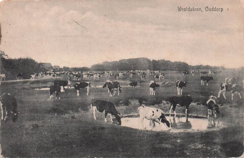 703-065-045 Westduinen Ouddorp, Verzamelen, Ansichtkaarten | Nederland, Verzenden, Voor 1920, Zuid-Holland