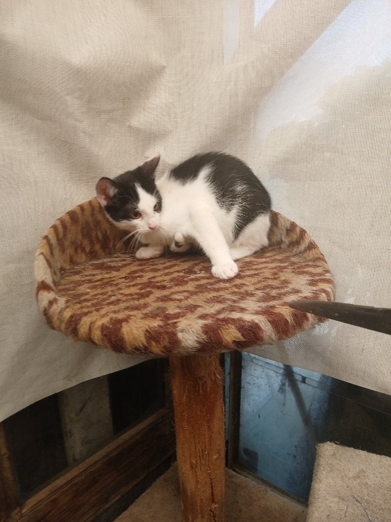 Kittens te koop, Dieren en Toebehoren, Katten en Kittens | Raskatten | Korthaar, Meerdere dieren, Ontwormd, 0 tot 2 jaar