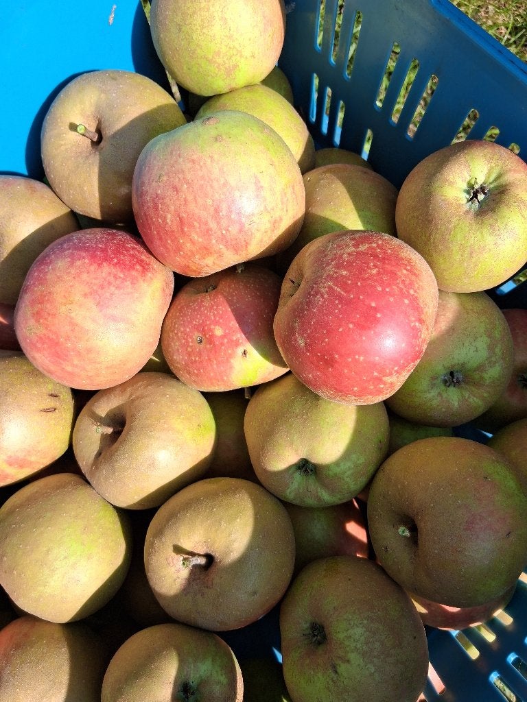 Appels goudreinet, Ophalen