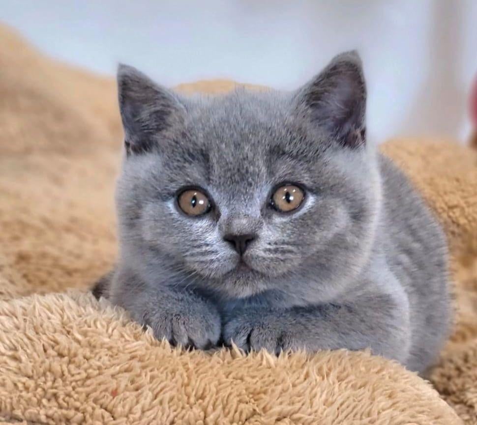 Brits/Britse korthaar kittens meisje en jongens met stamboom, Meerdere dieren, Met stamboom