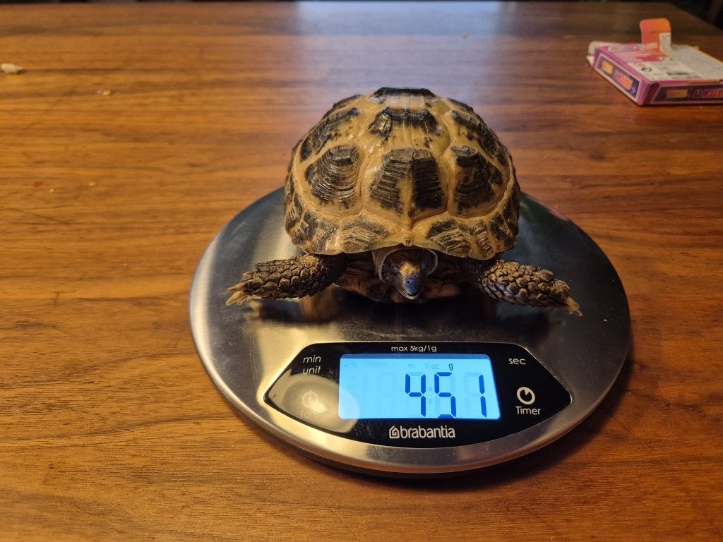 ierteenlandschildpad  (Testudo horsfieldii) Tortoise photo 2