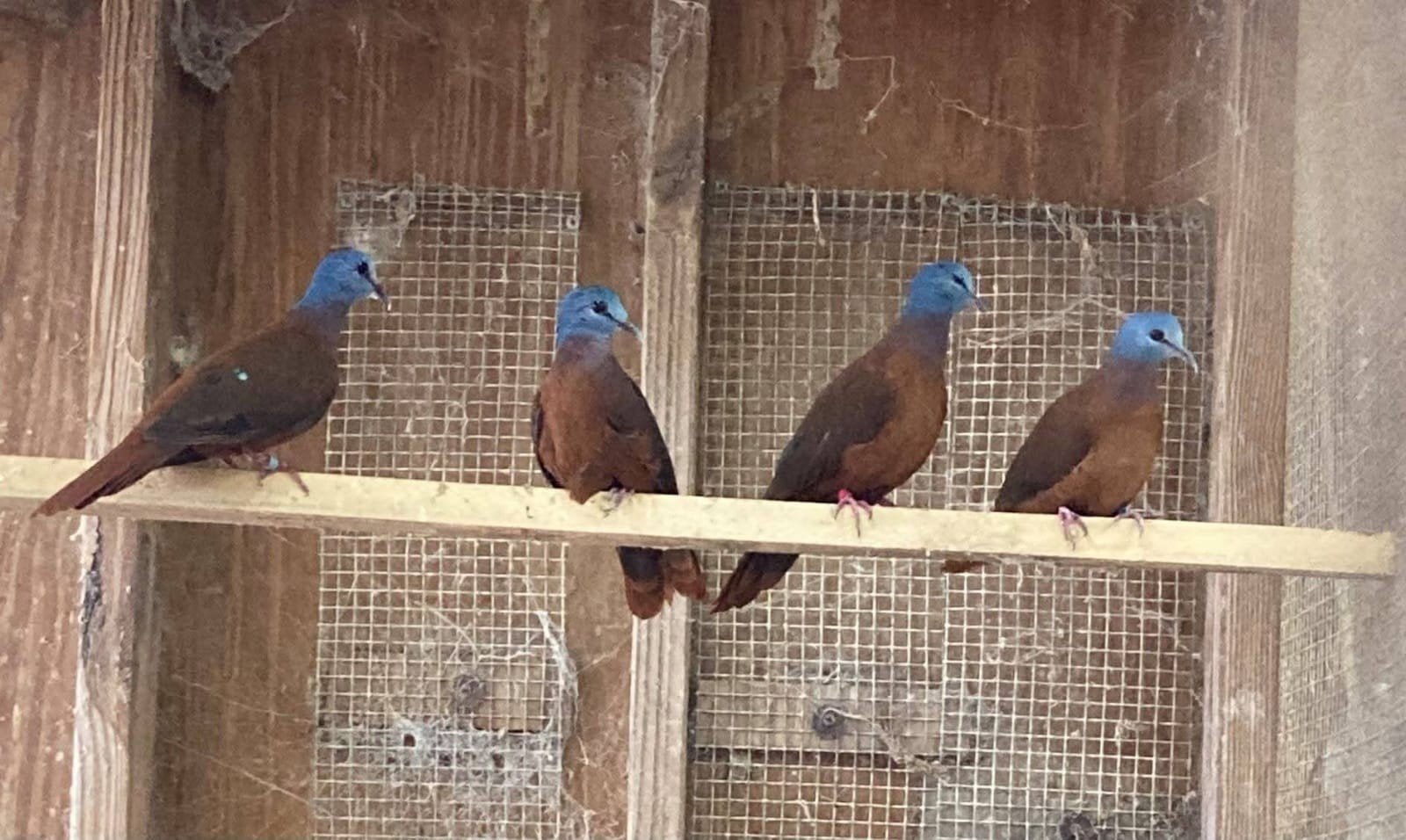 Blauwkop Bosduifjes/Turtur Brehmeri, Dieren en Toebehoren, Vogels | Duiven, Meerdere dieren, Overige soorten